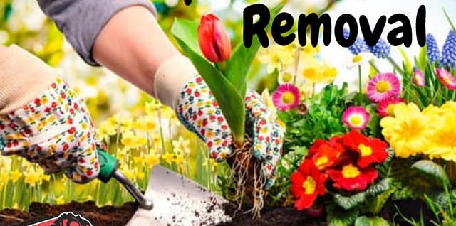 Tips-for-Weed-Removal-in-Central-Texas